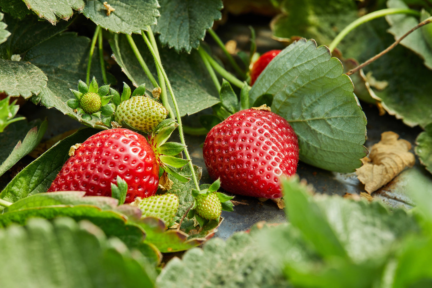 Fitria Beauty Skincare Ingredients Strawberry Seeds